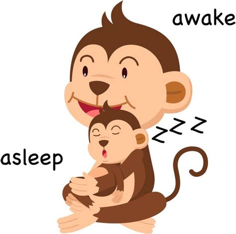 What is the difference between asleep and awake