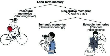 What is the difference between procedural and declarative memory