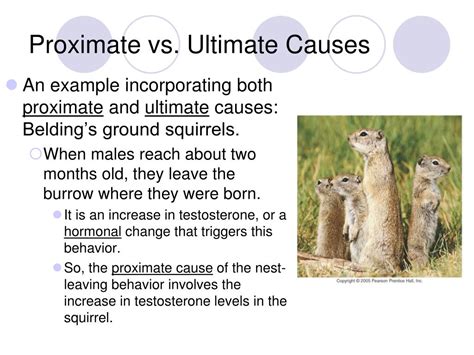 What is the difference between proximate and ultimate explanations
