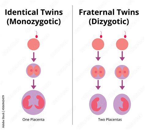 What is the difference between twins and identical twins