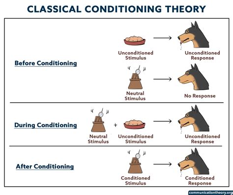 What is the first principle of classical conditioning