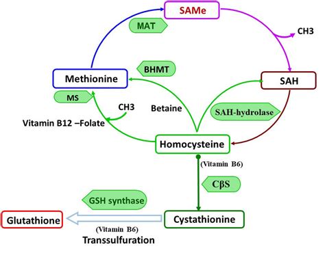 What is the function of S Adenosylmethionine