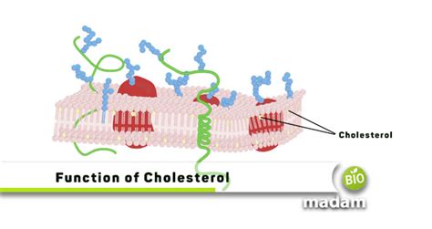 What is the function of cholesterol in the cell membrane