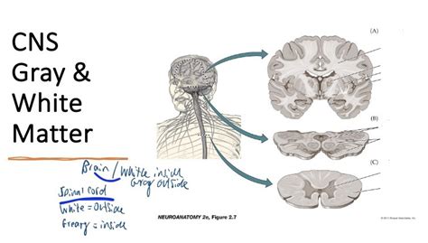 What is the function of gray matter in the CNS quizlet