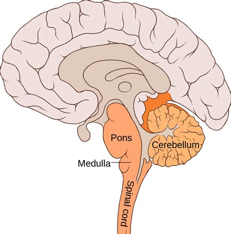 What is the function of hindbrain