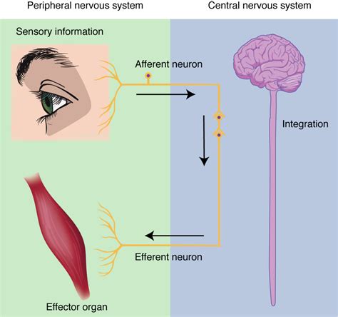 What is the function of integration in the nervous system