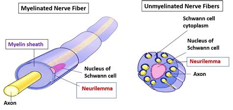 What is the function of myelination