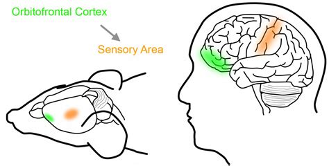 What is the function of orbitofrontal cortex