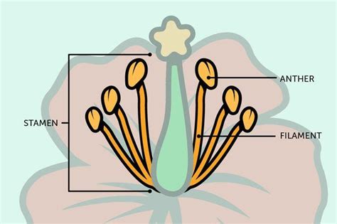 What is the function of stigma in Gumamela flower