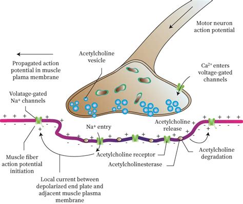 What is the function of synaptic knob