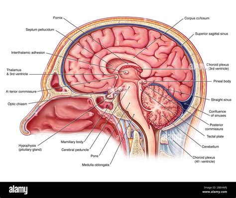What is the function of the cerebral peduncle