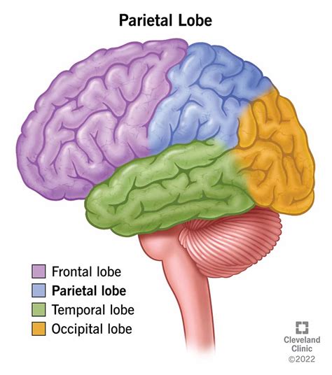 What is the function of the parietal lobe