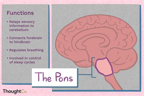 What is the function of the pons in psychology