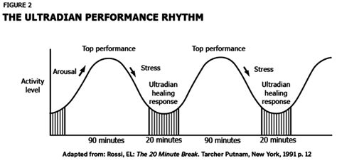 What is the function of ultradian rhythm