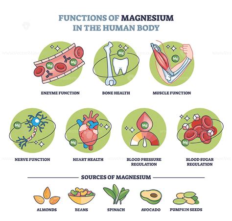 What is the importance of magnesium in the body