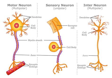 What is the interneuron connected to