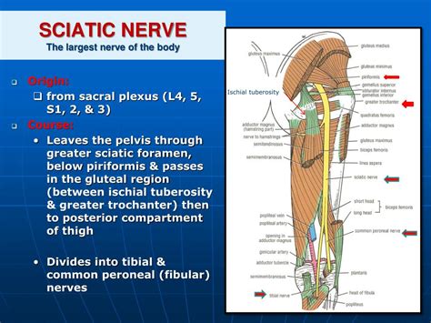 What is the largest nerve in the body