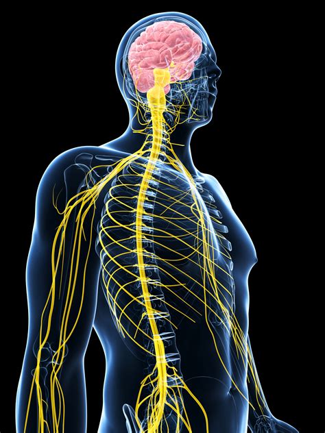 What is the largest nerve in the human body