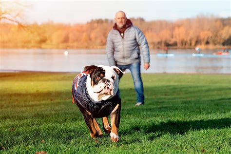 What is the least smart dog