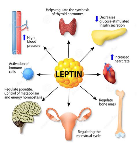 What is the leptin theory