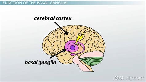 What is the location and function of basal ganglia