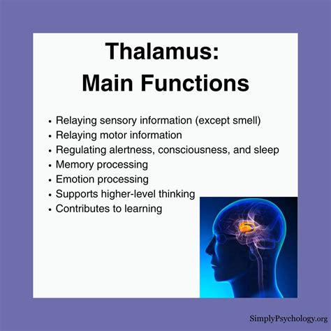 What is the main function of consciousness
