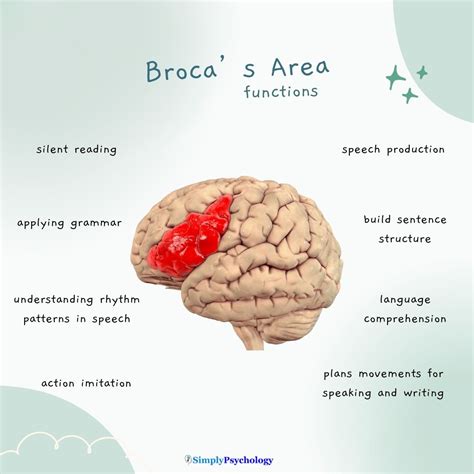 What is the main function of the Brocas area