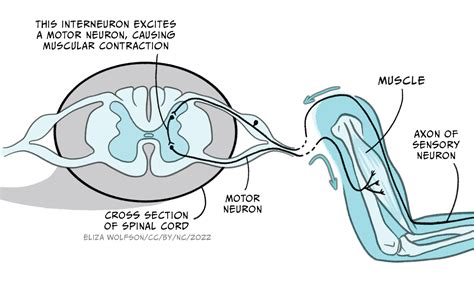 What is the main function of the interneuron in the spinal cord