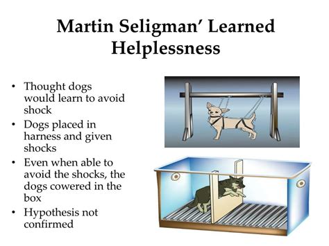 What is the main point of Seligman s study on learned helplessness in dogs