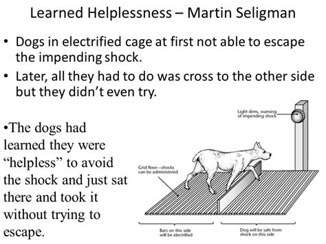 What is the main point of Seligmans study on learned helplessness in dogs
