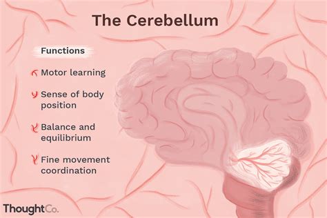 What is the major function of cerebellum