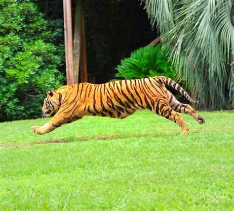 What is the maximum speed of Tiger