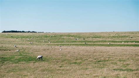 What is the meaning of Gomala