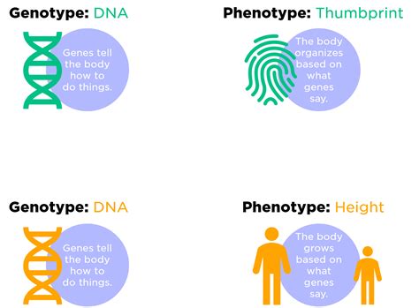 What is the meaning of a phenotype