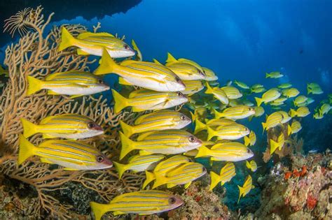 What is the meaning of a school of fish