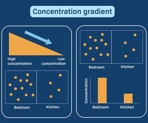 What is the meaning of concentration gradient