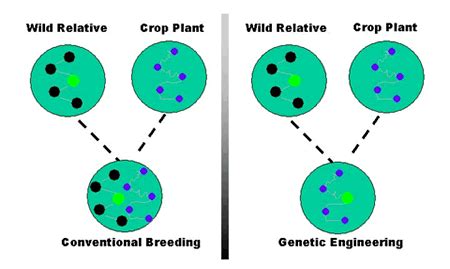 What is the meaning of conventional breeding