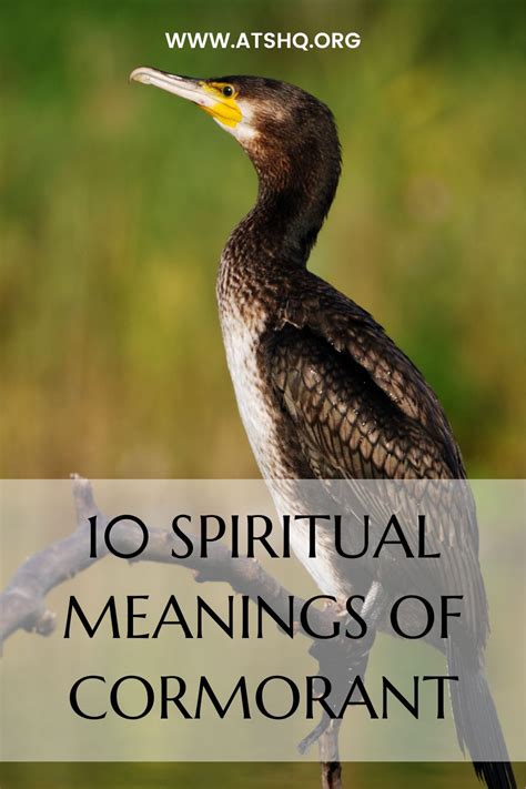 What is the meaning of cormorant