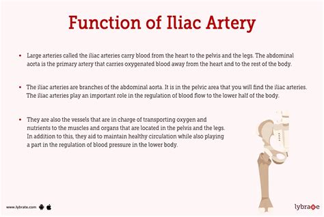 What is the meaning of iliac