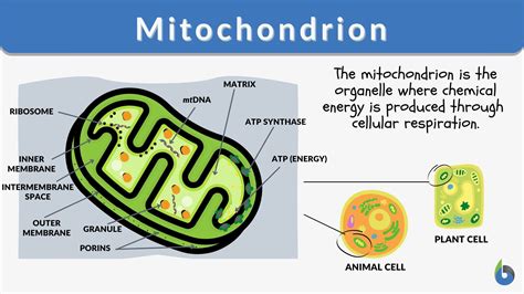 What is the meaning of mitochondria in English