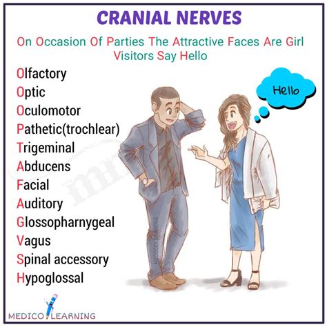 What is the mnemonic for cranial nerves