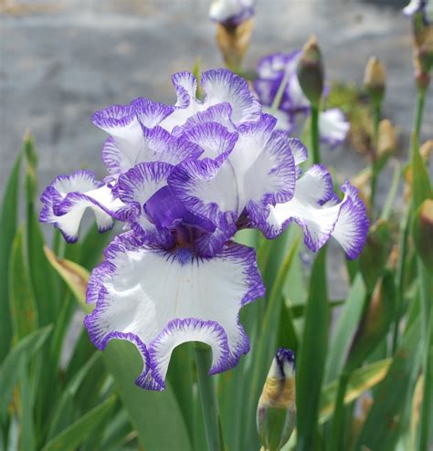 What is the most beautiful iris