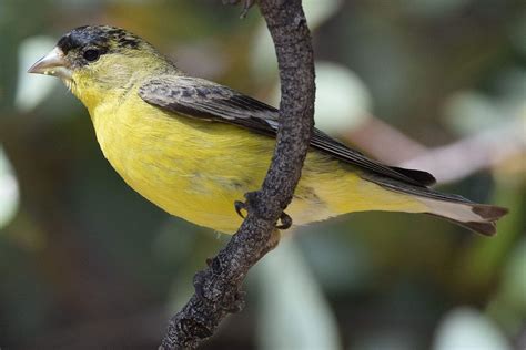 What is the most common bird in Colorado Springs