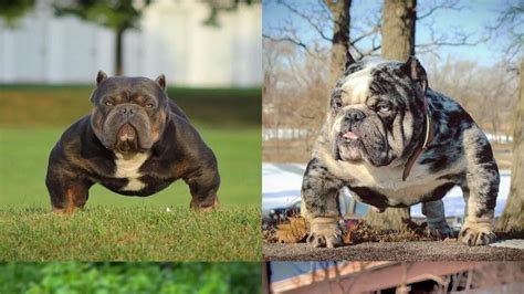 What is the most genetically modified dog