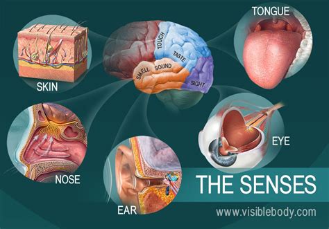 What is the order of development of the 5 senses