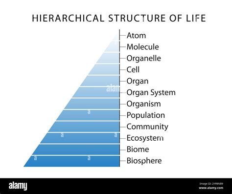 What is the order of life