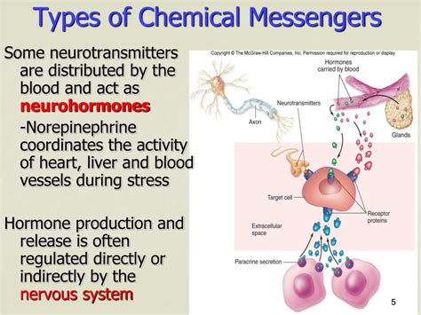 What is the primary function of hormones act as chemical messengers