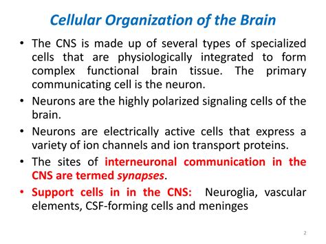 What is the primary site of Interneuronal communication