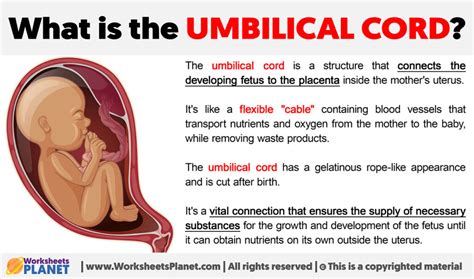 What is the purpose of the umbilical cord in animals