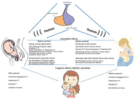 What is the relationship between oxytocin and development of attachment